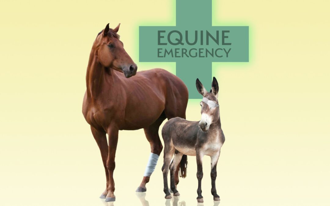 Equine Emergency