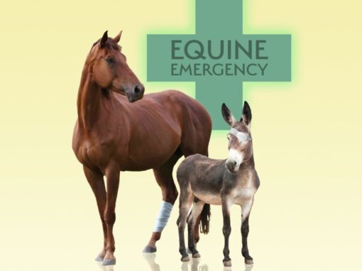 Equine Emergency