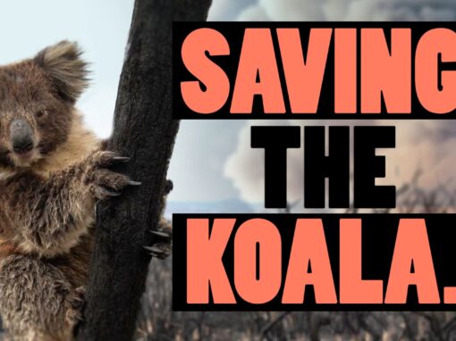 Saving the Koala